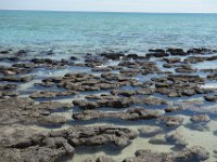 DSC07210  Stromatoliten am Strand